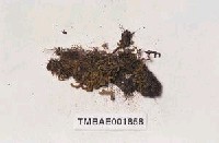 側出苔藏品圖，第7張